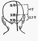 天助穴|醫砭 » 經穴庫 » 天柱